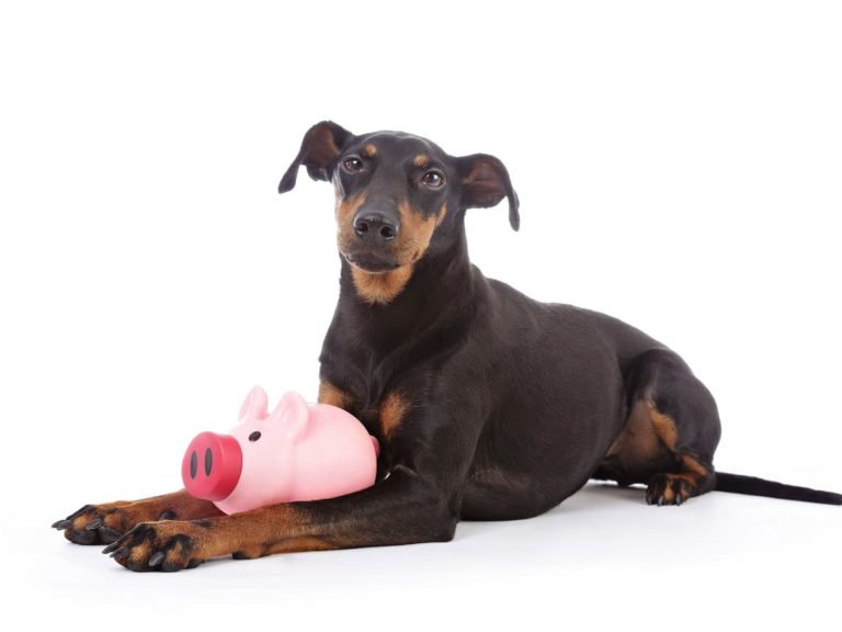 Dog with Piggy Bank