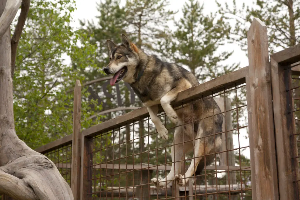 Husky farm. Dog sitting on the fence. Finland