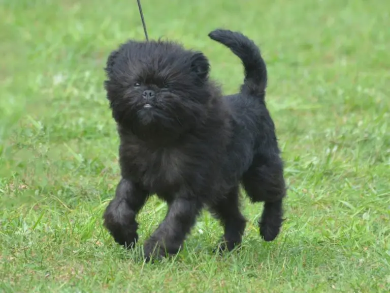 Sweet Black Affenpinscher Dog